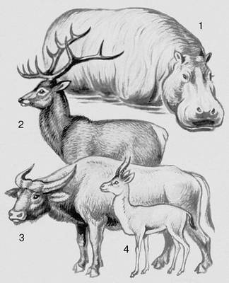 Млекопитающие. Парнокопытные: 1 — бегемот; 2 — олень; 3 — буйвол; 4 — джейран.