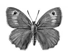 Бабочки. Воловий глаз (Epinephele jurtina) — Европа, М. Азия. Самка.