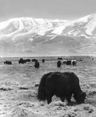 Восточный Памир. Яки на пастбище.