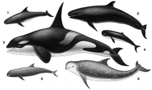 Дельфины: 1 — карликовая косатка (Feresa attenuata); 2 — малая косатка (Pseudorca crassidens); 3 — косатка (Orcinus orca); 4 — иравадийский дельфин (Orcella brevirostris); 5 — бесклювый дельфин (Peponocephala electra); 6 — серый дельфин (Grampus griseus).