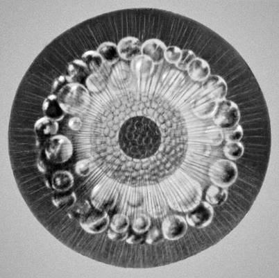Биолюминесценция. Радиолярия Thalassicolla nucleta.