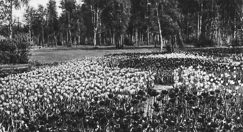 Главный ботанический сад. Коллекция тюльпанов.