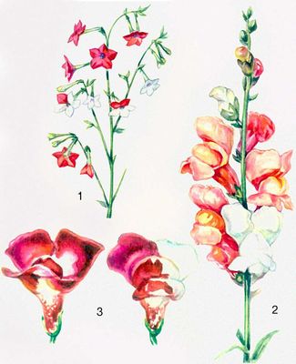 Соматические мутации, вызванные у растений ионизирующей радиацией (рентгеновские или гамма-лучи): появление белой окраски в красных цветках табака (1) и двух сортов львиного зева (2 и 3); на рис. 3 (слева) — нормальный цветок, справа — мутировавший после облучения.