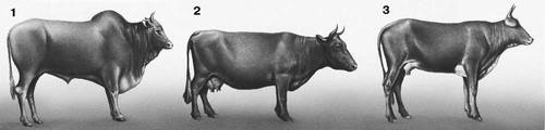 Гибридные животные: 1 — зебу аравийский; 2 — корова красной степной породы; 3 — корова, гибрид первого поколения между зебу и красной степной породой крупного рогатого скота.