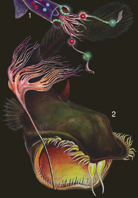 Глубоководные животные: 1 — кальмар Thaumatolampas diadema; 2 — рыба Galathothauma axeli.