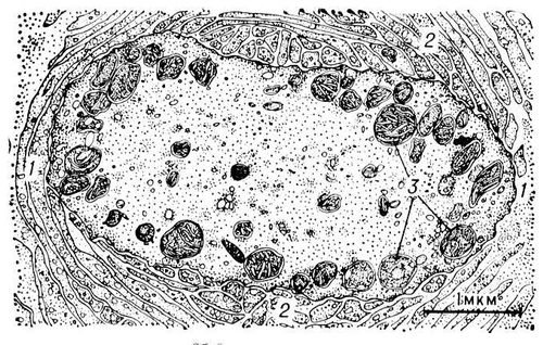 Рис. 2. Поперечное сечение немиелинизированной части нервного окончания тельца Пачини: 1 — щель во внутренней колбе; 2 — везикулы в клетках внутренней колбы; 3 — митохондрии.