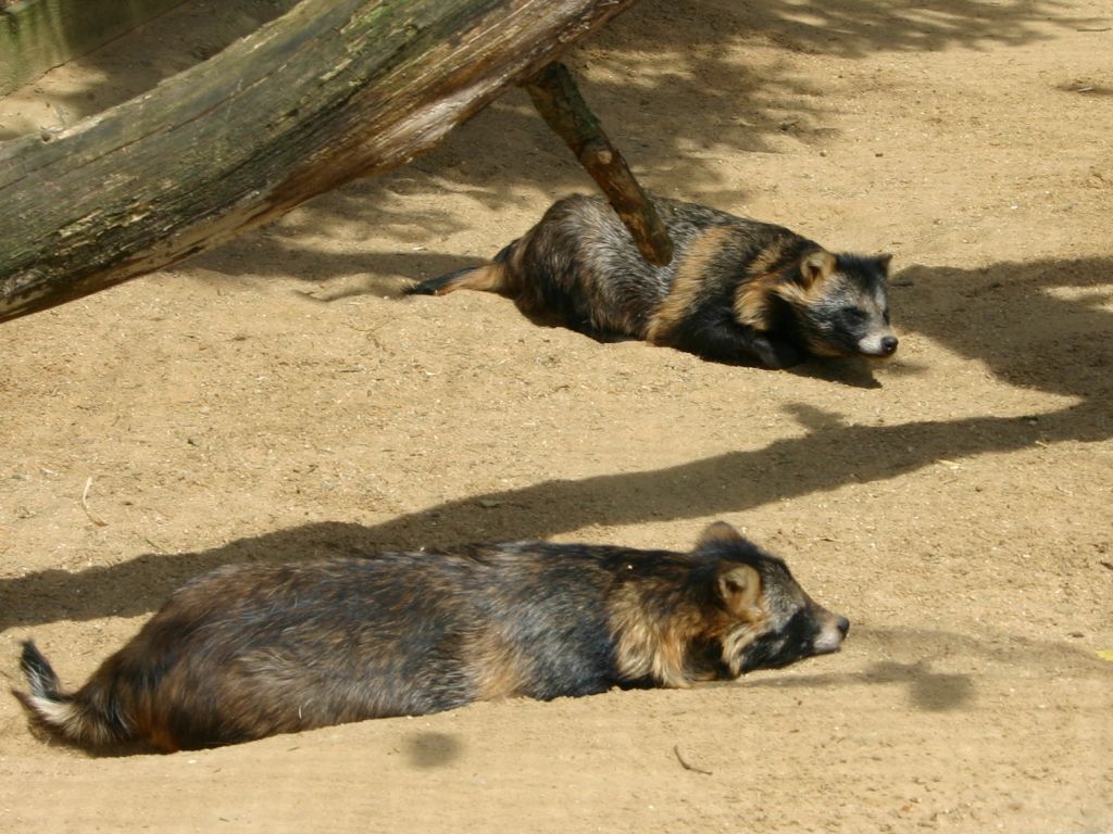 Tanuki