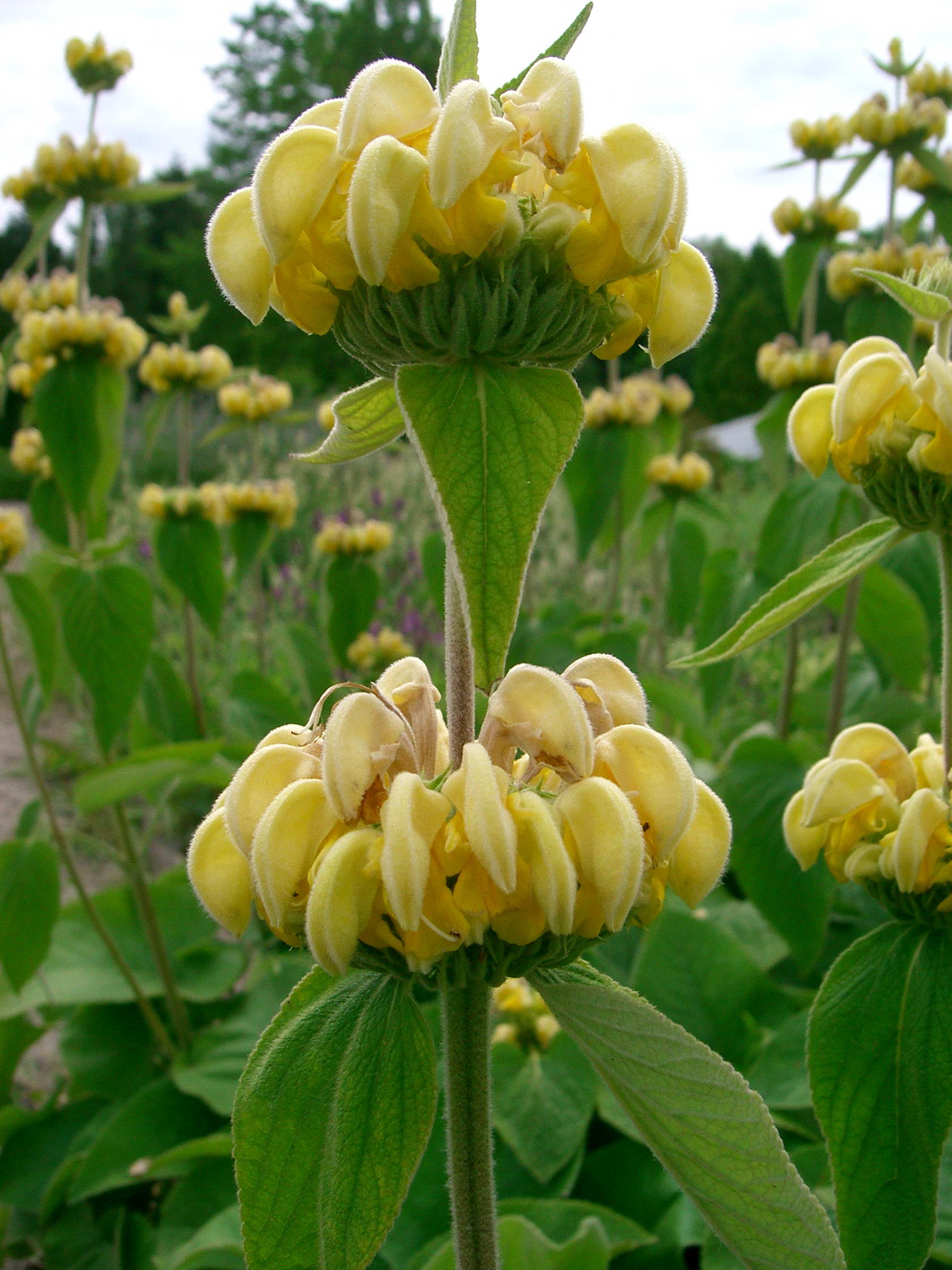 Phlomis russeliana