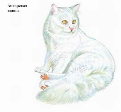 Реферат: Степная кошка Реферат: Степная кошка