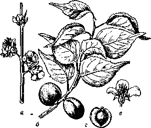 Абрикос     сибирский:    а — часть    цветущегопобега;    б — ветвь   с    плодами;    в — цветокв разрезе; г — плод в разрезе.