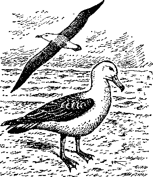 Темноспинный   альбатрос   (Diomedea   immutabilis).