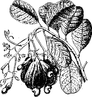 Анакардиум  западный:   плод с   разросшейся грушевидной  плодоножкой.