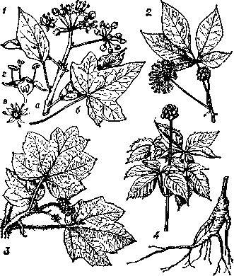 Аралиевые: 1 — плющ обыкновенный (Неdera helix) (а — цветущая ветвь, б — лопастный лист, в — цветок, г — цветок в разрезе); 2 — элеутерококк колючий (Eleutherococcus senticosus); 3 — заманиха, или оплопанакс высокий (Oplopanax elatus); 4 — женьшень обыкновенный  (Panax ginseng).