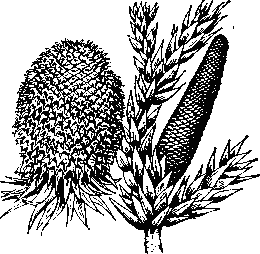 Араукария    узколистная    (A.    angustifolia):i слева — мегастробил (шишка); справа — микростробил.