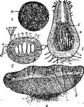 Плодовые тела эуаскомицетов: 1,2 — клейстотеции; 3 — перитеций; 4 — апотеций (а — сумка,   б — парафилы).