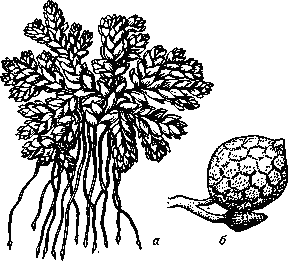 Азолла мелколистная (A. microphylla)   (сильно увеличено):   а — общий  вид;   б — сорусы (сверху микросорус, снизу мегасорус).