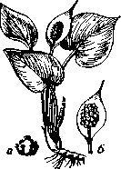 Белокрыльник: а — цветок;    б — плоды с  кроющим  листом.