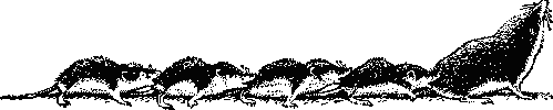 Белобрюхая белозубка   (Crocidura    leucodon) с выводком.