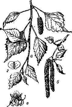 Берёза повислая (Betula venduld): a — ветвь с женской серёжкой, б — мужские серёжки, в — трёхцветковый   женский   дихазий,    г — плод.