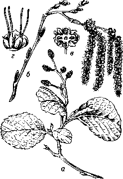 Ольха чёрная (Alnus glutinosa): a — ветвь с плодущими шишечками. б — ветвь с мужскими серёжками и женскими соцветиями, в — трёхцветковый дихазий (тычиночный), г — двухцветковый  дихазий (пестичный).