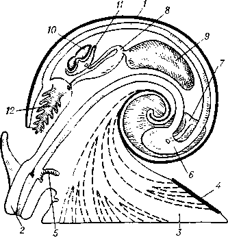 Схема организации брюхоногого моллюска: 1 — раковина;    2 — голова;    3 — нога;    4 — крышечка;   5 — радула;   6 — желудок;   7 — печень;    8 — сердце;     9 — перикард;     10 — почка;   11 — гонада;   12 — жабра.