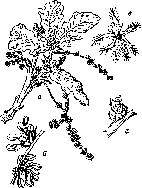 Дуб черешчатый (Quercut, robur): а — ветвь с   мужскими   цветками.   б — часть   мужской серёжки,    в — тычиночный    цветок,    г — пестичный цветок.