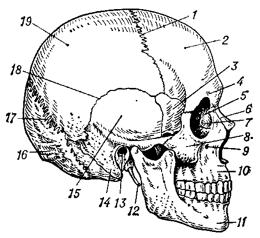 Череп человека (вид сбоку): 1 — венечный шов; 2 — лобная кость; 3 — большое крыло основной кости; 4 — надглазничное отверстие; 5 — глазница; 6 — носовые кости; 7 — слёзная кость; 8 — скуловая кость; 9 — подглазничное отверстие; 10 — верхнечелюстная кость; 11 — нижняя челюсть; 12 — шиловидный отросток височной кости; 13 — наружное слуховое отверстие; 14 — сосцевидный отросток височной кости; 15 — височная кость; 16 — затылочная кость; 17 — ламбдовидный шов; 18 — чешуйчатый шов; 19 — теменная кость.