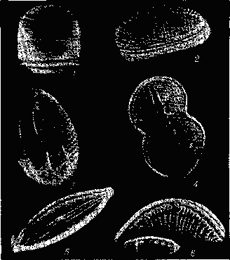Диатомовые водоросли: 1 — (Melosira пит-muloides); 2 — (Achnanthes brevipes): 3 — (Ma-vicula hrachium); 4 — (Diploneis didyma); 5 — (Mastogloia braumi); 6 — (Rhopalodia musculus).