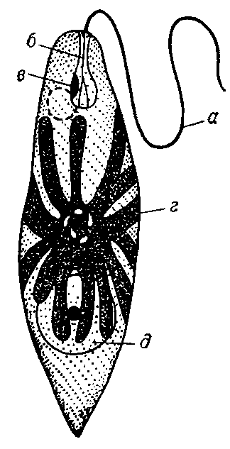 Эвглена зелёная (Euglena viridis): a — жгут; б — глотка; в — глазок; г — хлоропласт; д — ядро с ядрышком.