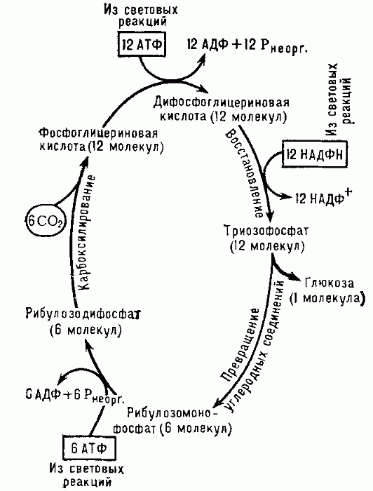 Упрощённая   схема   цикла   Калвина — пути фиксации углерода при фотосинтезе.