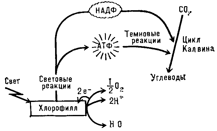 Продукты   световых   и   темиовых   реакций фотосинтеза.