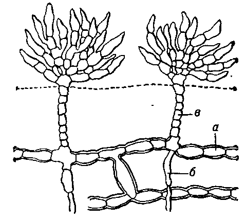 Фритчиелла   клубневидная:   а — стелющиеся    нити;    6 — ризоиды;    в — вертикальные нити.