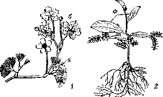 Гетерофиллия: 1 — у  водяного лютика; 2 — у акации чёрной; а — подводные листья; 6 — плавающие листья; в — филлодий.
