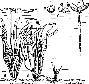 Гидрофилия у валлисиерии: слева — женское (а) и мужское (б) растения; справа — опыление, происходящее на поверхности воды (1 — женский цветок, 2 — мужской цветок: а — нераскрывшийся, б — раскрывшийся).