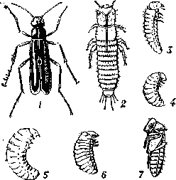 Гиперметаморфоз  жука-нарывника рода (Epicauta): 1 — имаго;   2 — личинка   первого возраста;  3—5 — личинки последующих возрастов; 6 — предкуколка;  7 — куколка.