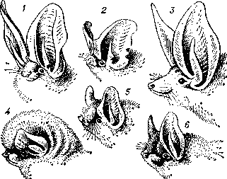 Гладконосые летучие мыши: 1 — бурый ушан (Plecotus auritus); 2 — европейская широкоушка (Barbastetla barbastellus); 3 — белобрюхий стрелоух (Otonycteris hemprichi); 4 — обыкновенный длиннокрыл (Miniopterus schreibersiiy, 5 — большой трубконос (Murina leucogaster); 6 — прудовая ночница (Myotis dasyeneme).