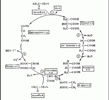 Реакции глиоксилатного цикла катализируются ферментами цитратсинтазой (1), аконитазой (2, 3). изоцитратлиазой (4), малатсинтазой 0), малатдегпдрогеназой (6). В рамках указаны субстракты цикла.