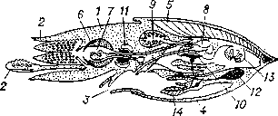 Схема организации головоногого моллюска: 1 — голова; 2 — руки; 3 — воронка; 4 — мантия; 5 — раковина; 6 — челюсти; 7 — радула; 8 — желудок; 9 — печень; 10 — сердце и перикард; 11 — мозг и центральная нервная система; 12 — чернильная железа;    13 — гонады;    14 — жабры.