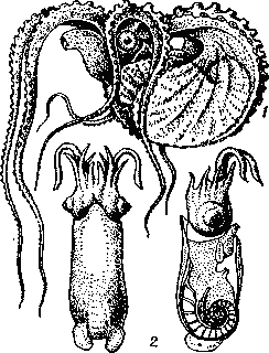 Головоногие моллюски: 1 — аргонавт (Агдоnauta argo); 2 — спирула (Spirula), справа — схема   строения.