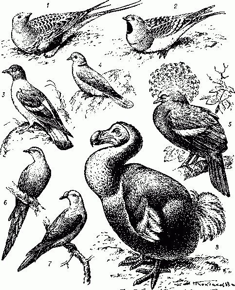 Голубеобразные: 1 — саджа (Syrrhaptes paradoxus); 2 — белобрюхий рябок (Pteroclesalchata); 3 — белогрудый голубь (Columbaleuconota); 4 — кольчатая горлица (Streptopelia decaocto); 5 — венценосныйголубь (Goura coronata); 6 — странствующий голубь (Ectopisies migratorius); 7 — плодоядный голубь (Ducula rubricera); 8 — дронт (додо) (Raphus cucullatus).