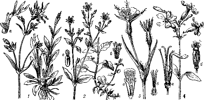 Гвоздичиые. 1 — кукушкин цвет (Coconaria floscuculiy a — цветок с удалённой чашечкой; 2 — звездчатка дубравная (Stellaria nemorum): а — пестик, б — тычинки; 3 — куколь (Agrostemma): а — лепесток с тычинками, б — пестик в разрезе; 4 — мыльнянка лекарственная (Saponaria officinalis):   a —часть  цветка (пестик,   тычинка   и   лепесток),   6 — раскрывшийся    плод.