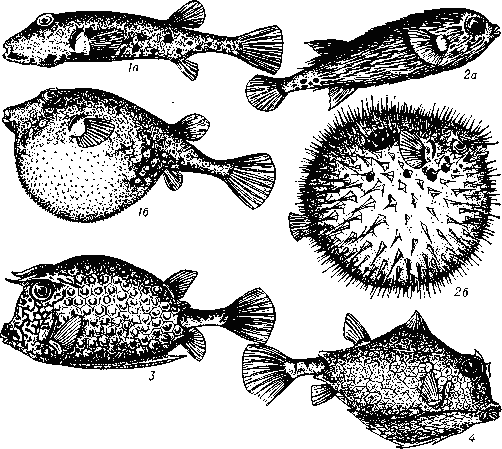 Иглобрюхообразные: 1 — флоридская собака-рыба (Sphoeroides nephelus), а — в норме, б — раздутая; 2 — ёж-рыба (Diodonhistrix), a — в норме, б — раздутая; 3 — четырехрогий кузовок (Acanthostracion quadricornis); 4 — горбатый кузовок (Tetrasomus gibbosus).