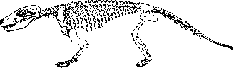Скелет нктидозавра  (Diarthrognathus broomi) (реконструкция).