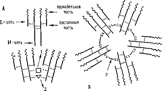Схемы строения молекул иммуноглобулинов: А — мономерных (IgG. IgE, IgD, IgA); Б — полимерных (slgA) и В (IgM); 1 — секреторный компонент; 2 — соединительная цепь.
