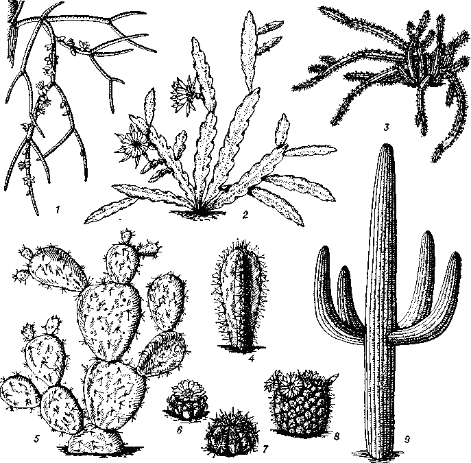 Кактусы: 1 — рипсалис (Rhipsalis); 2 — эпифиллюм (Epiphyllum); 3 — селеницереус (Selenicereus); 4 — цереус (Cereus); 5 — опунция (Opuntia); 6 — лофофора (Lophophora); 7 — ферокактус  (Ferocactus);    8 — маммилярия   (Mammilaria);   9 — карнегия (Carnegiea).