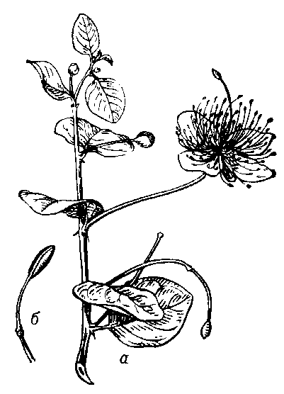 Каперсы колючие (Capparis spinosa): а — цветущий побег, 6 — молодой плод на гинофоре.