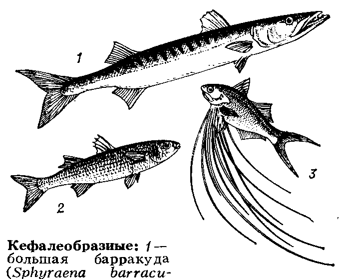 (Sphyraena      barracuda);    2 — лобан     (Mugil cephalus);   3 — пятипалый пальцепер (Polynemus  quinquarius).