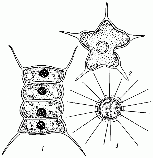 Хлорококковые водоросли: 1 — сценедесмус (Scenedesmus quadricaudu); 2 — тетраедрон (Tetraedron   caudatum);3 — голенкиния  (Golenkinia radiata).
