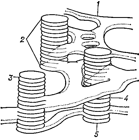 Часть   тилакоидной   системы:   1 — тилакоид стромы  (фрет);  2 — грана;   3 — полость  тилакоида; 4 — перегородка между тилакоидами;   5 — тилакоид  граны   (отсек).