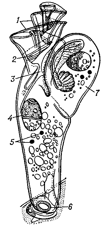 Хонотриха (Spirochona brevis): 1 — предротовая воронка; 2 — ресничные ряды; 3 — рот; 4 — макронуклеус; 5 — микронуклеусы; 6 — прикрепительный диск; 7 — отделяющаяся почка (наружное почкование).